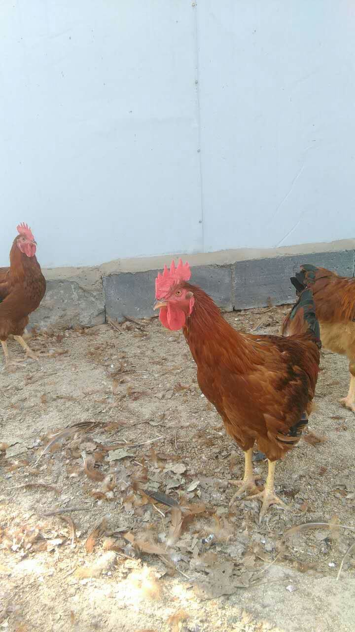 供应大公鸡、家养土生大公鸡