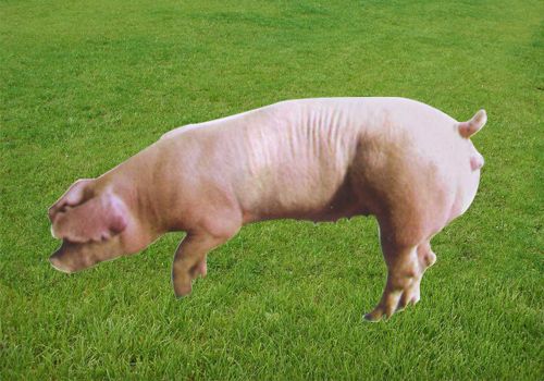 供应长白猪