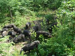 供应山东沂山黑猪