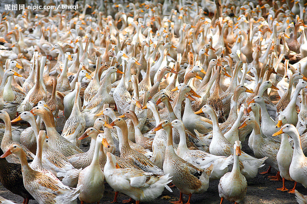 供应农村放养水鸭