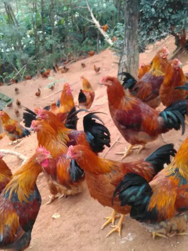 供应山地放养土阉鸡！