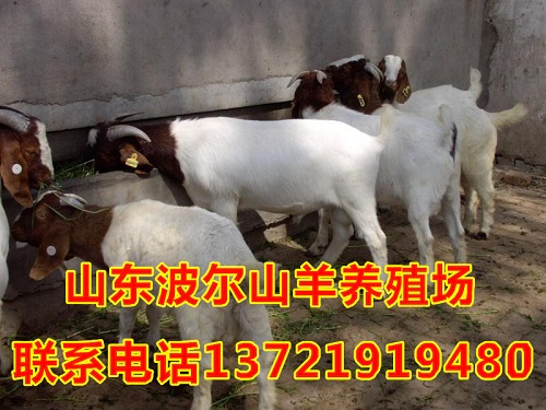 供应波尔山羊