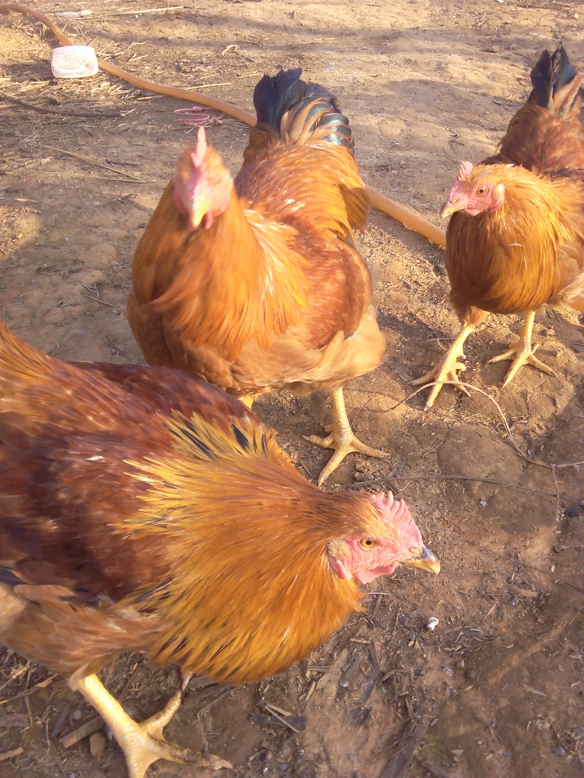 供应钟山农家土鸡，阉鸡