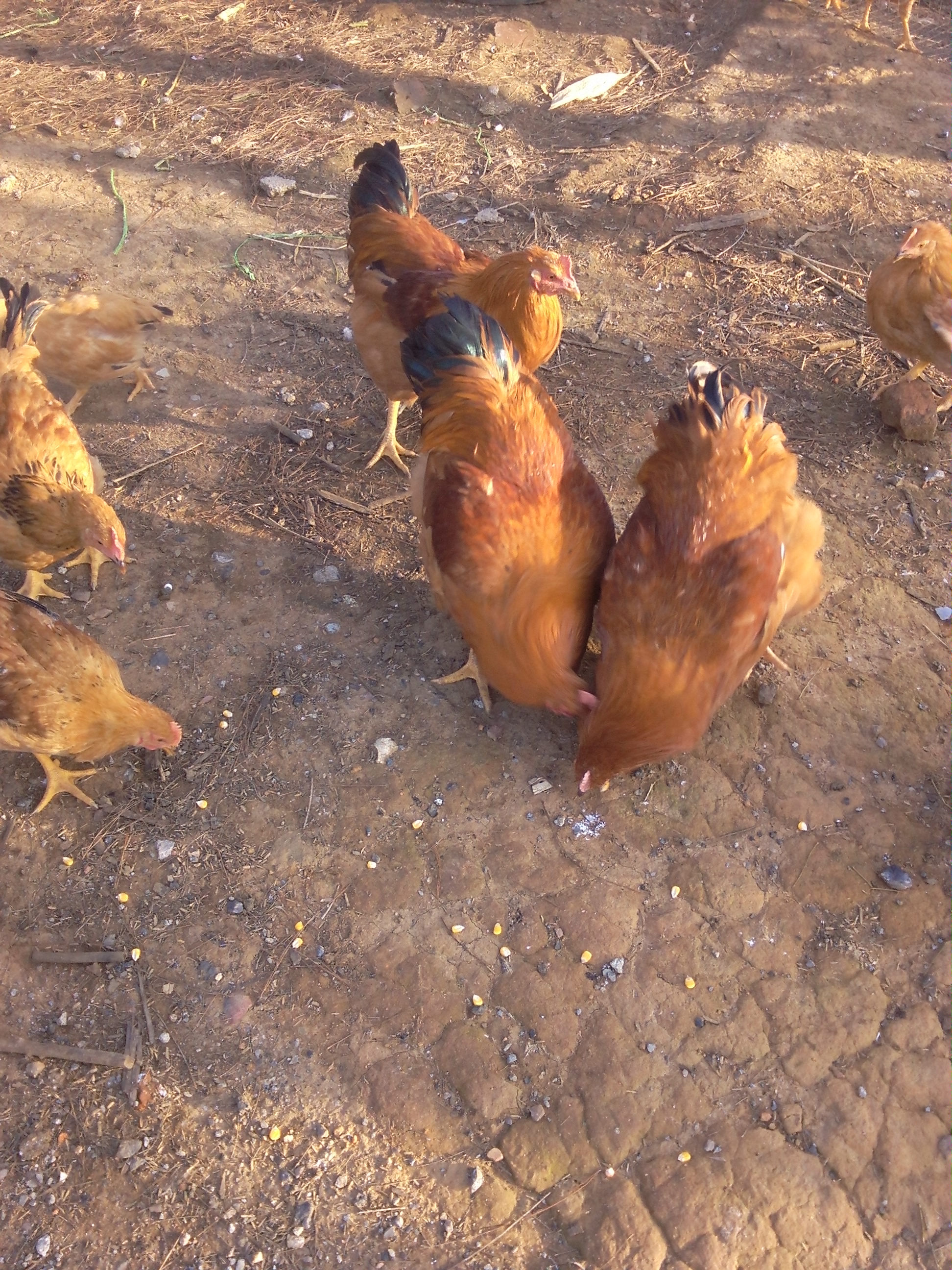 供应农家土鸡 阉鸡