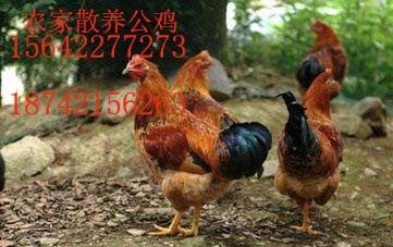 供应农村纯天然家养公鸡
