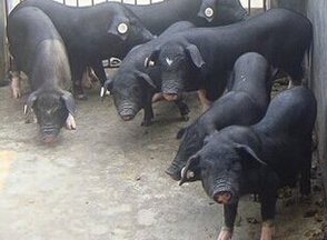 供应散养原生态黑毛猪