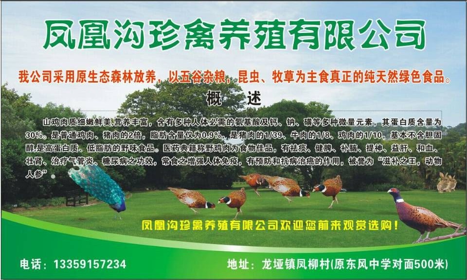 供应土鸡山鸡珍珠鸡贵妃鸡