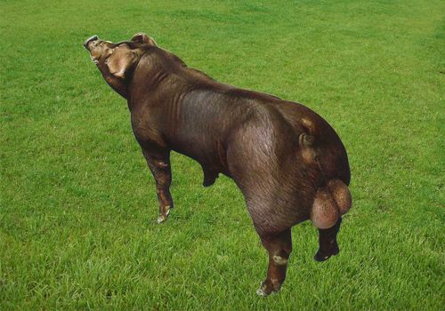 供应杜洛克种猪