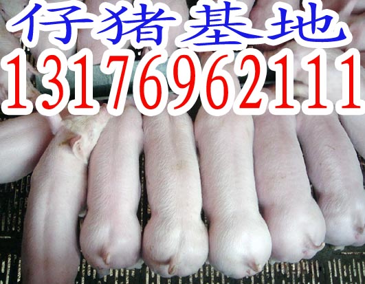 供应山东仔猪