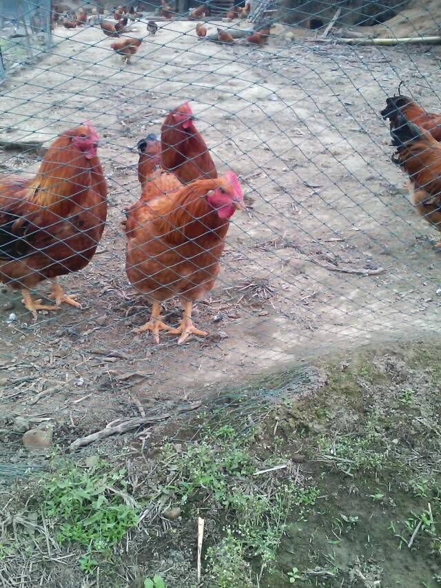 供应2025年春节果园鸡