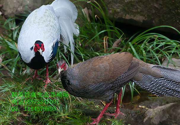 供应湖南山鸡苗白鹇苗
