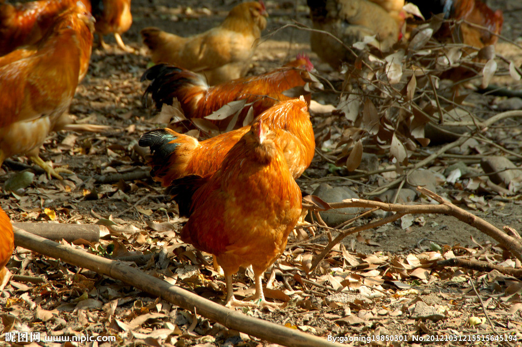 供应鸡，鸭，鹅