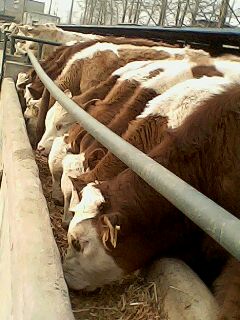 供应西门塔尔牛