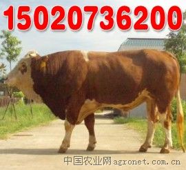 供应西门塔尔牛