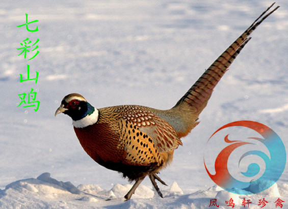 供应贵阳野鸡苗