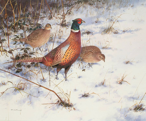 供应广州脱温野鸡种苗