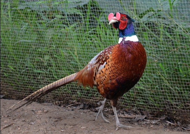 供应长沙野鸡苗