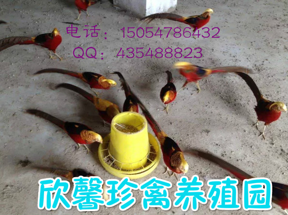 供应红腹锦鸡