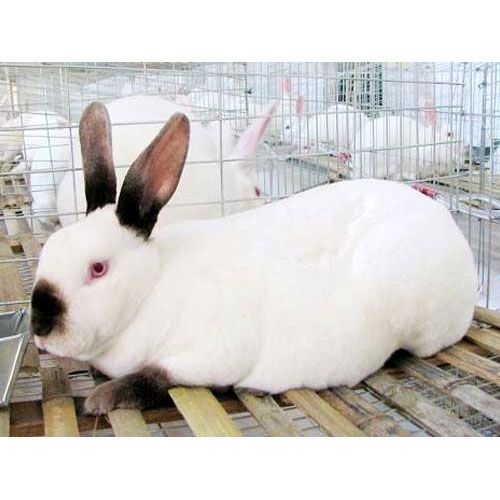供应肉兔种兔肉兔