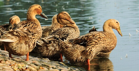 供应麻鸭、白鹅