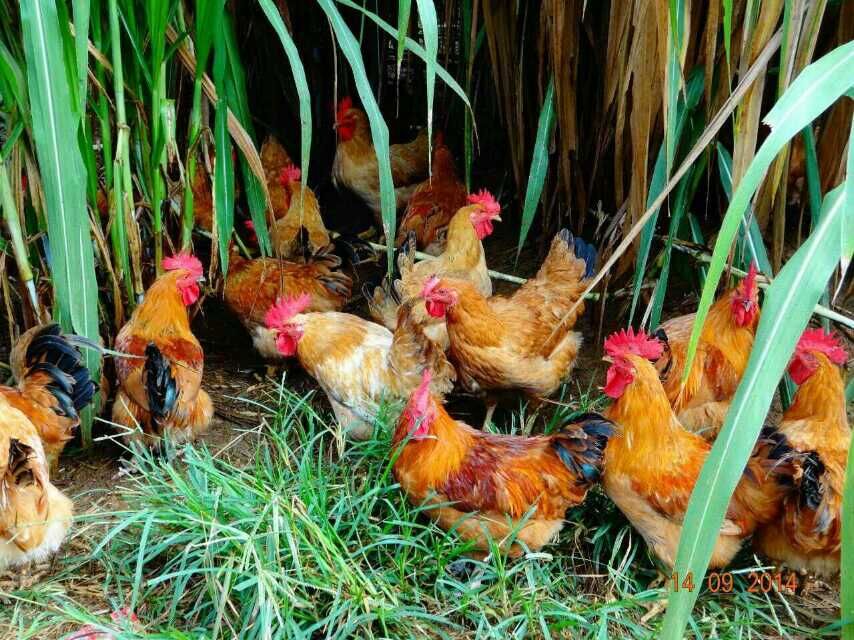 供应国兴香鸡、八桂香牛