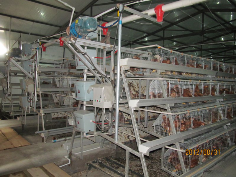 供应内蒙古绿色鸡肉