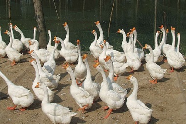 供应皖西白鹅