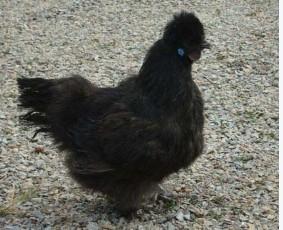 供应黑丝毛乌骨鸡（中国黑凤）