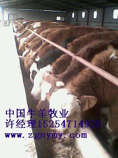 供应优质西门塔尔牛