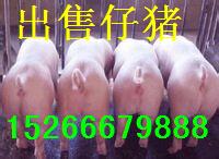 供应山东三元仔猪