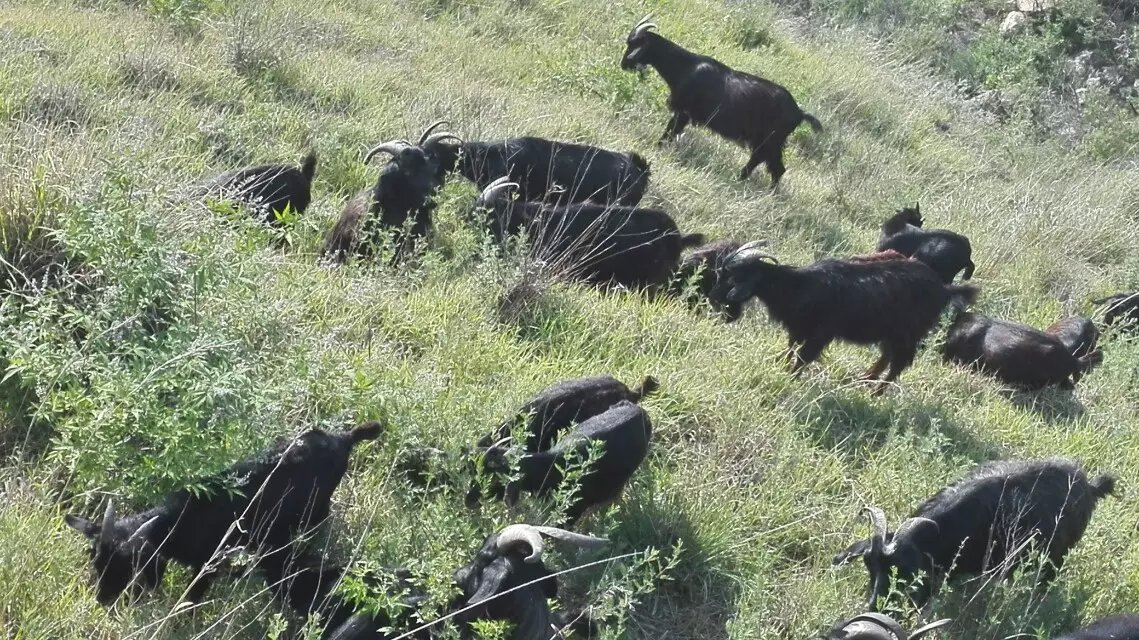供应沂蒙黑山羊，放养