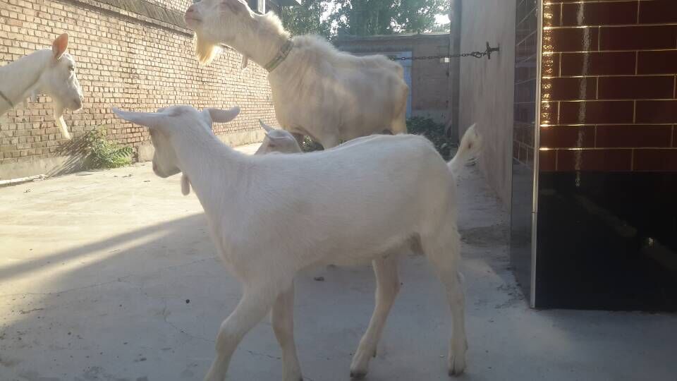 供应河北奶山羊