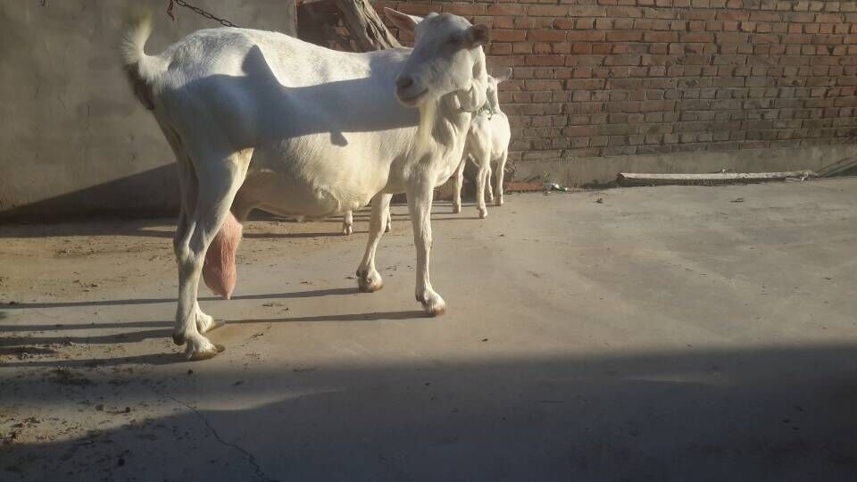 供应种羊奶山羊