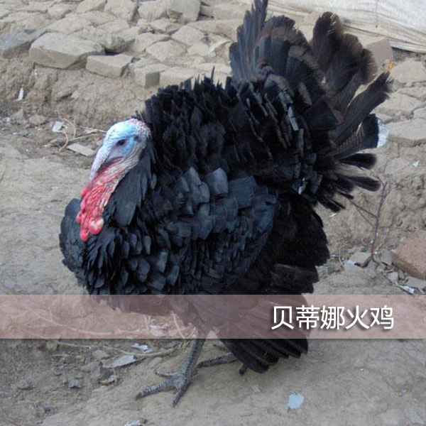 供应火鸡肉，火鸡苗，火鸡种