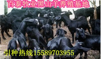 供应努比亚黑山羊，澳洲白羊