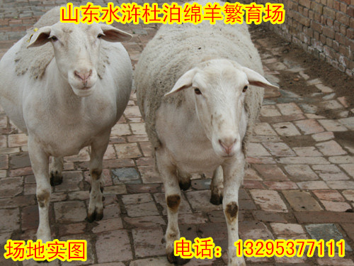 供应山东水浒杜泊绵羊
