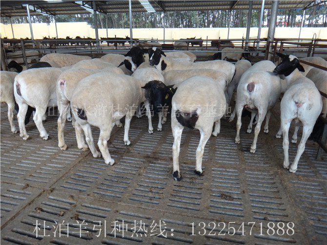供应安徽省杜寒杂交羊