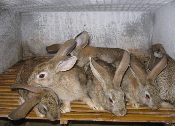 供应比利时、新西兰肉兔