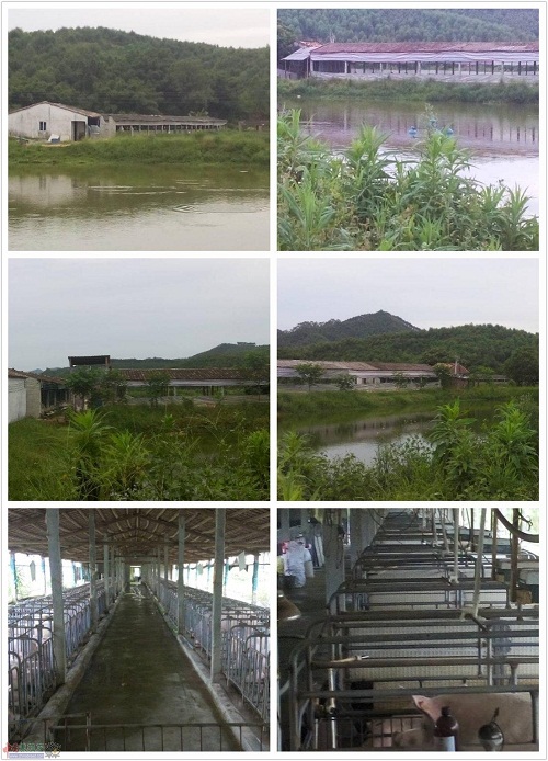 出售养殖场（105亩池塘+大型种猪场）