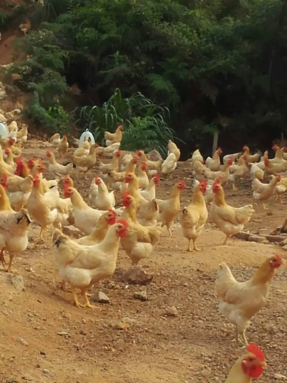 供应广丰白耳鸡