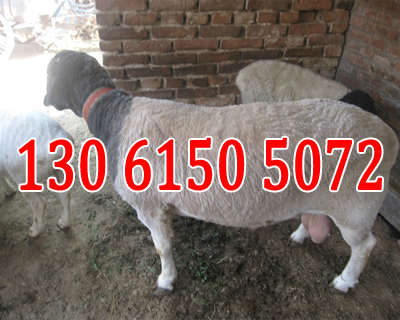 供应杜泊绵羊