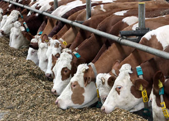 供应夏洛莱小牛犊