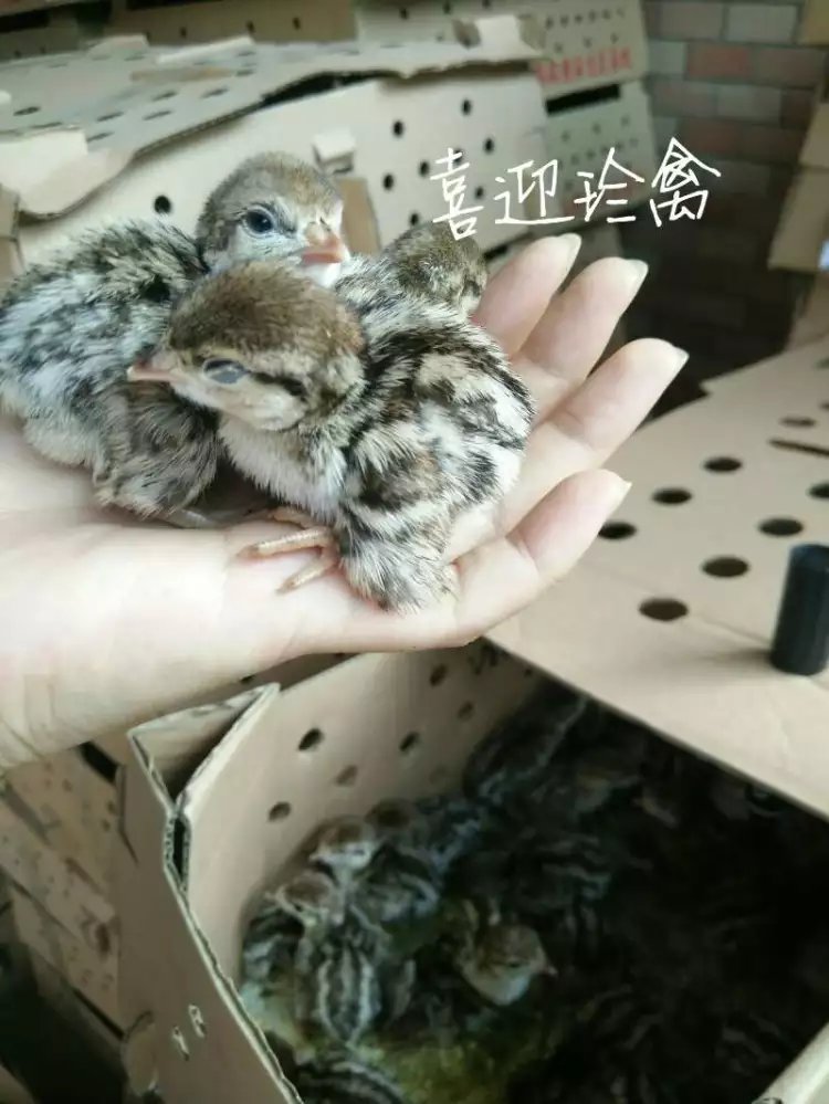 供应野鸡苗、石鸡苗、珍珠鸡苗