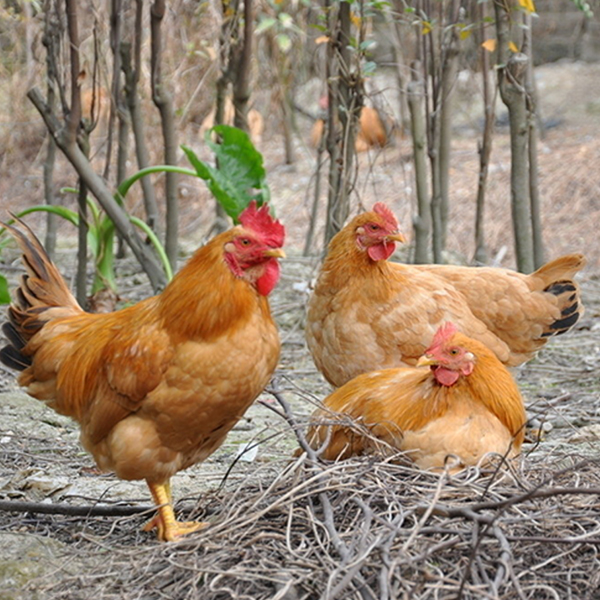 供应农家公社土鸡散养笨鸡草鸡