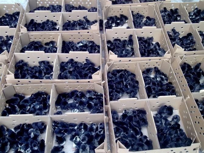 供应黑羽绿壳蛋鸡