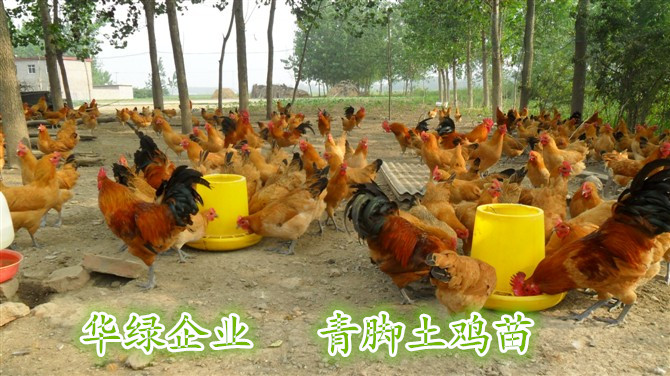 供应红毛鸡养殖