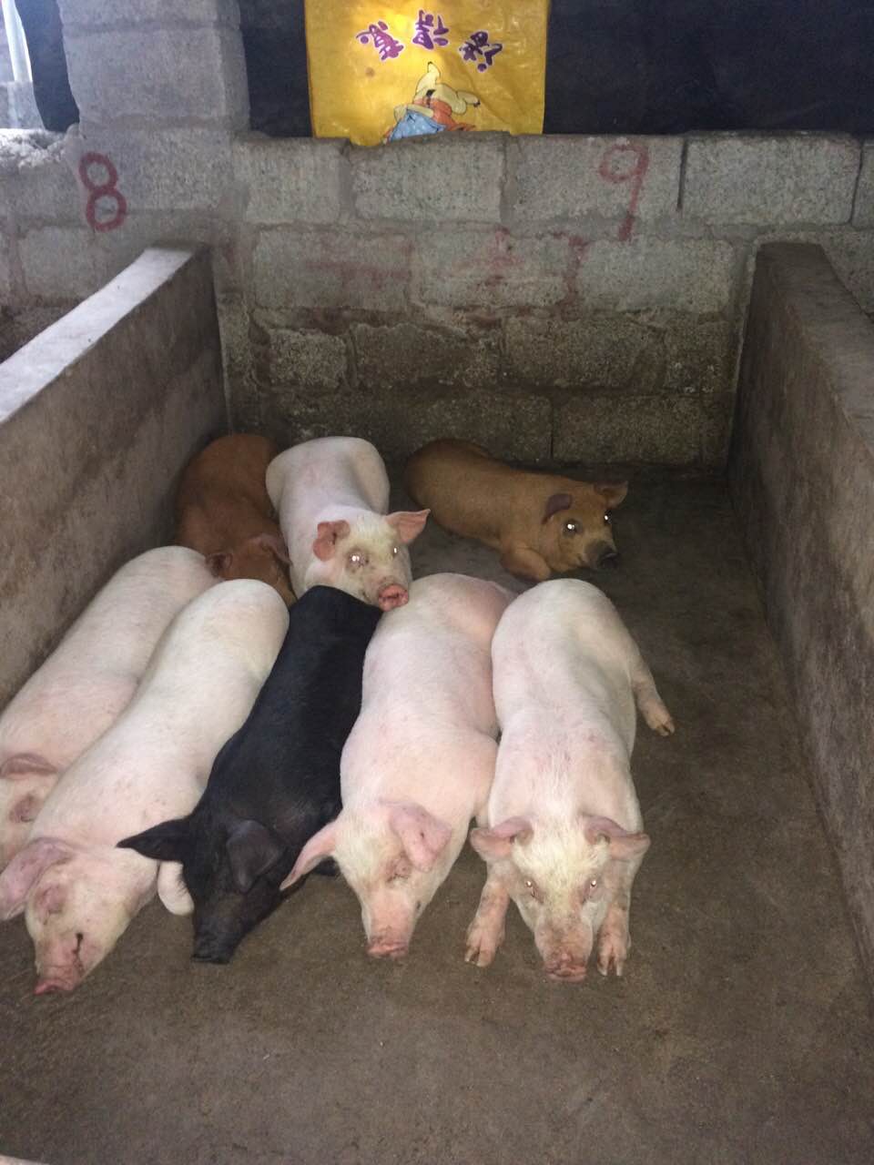 供应猪仔猪苗种猪仔猪