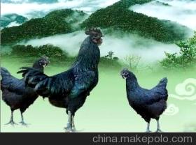 供应黑羽绿壳蛋鸡