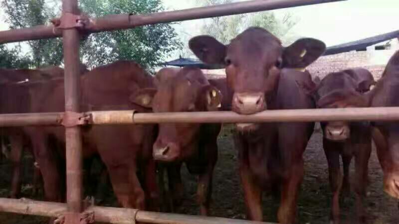 供应山西肉牛