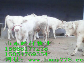 供应肉牛，鲁西黄牛，利木赞等